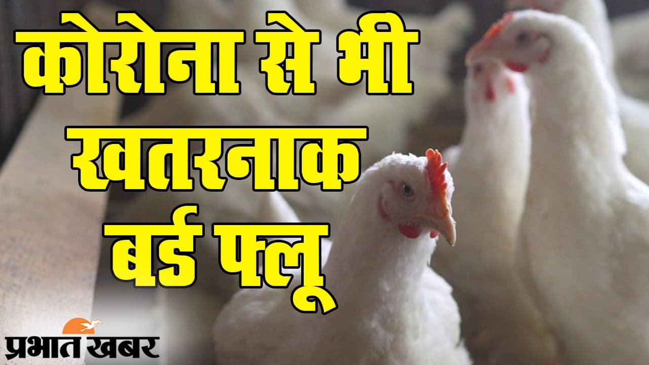 Bird Flu Alert: भारत में कोरोना संकट के बीच बर्ड फ्लू की टेंशन, क्या COVID-19 से बड़ा खतरा है H5N1 वायरस?