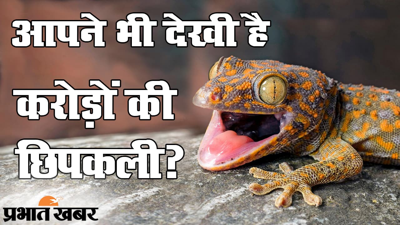 7 करोड़ की 14 छिपकलियां! जानिए कितनी होती हैं खास और BSF जवानों को कहां मिलीं?