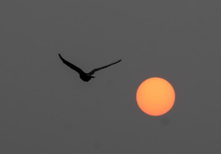 Delhi Weather: दिल्ली-एनसीआर में वायु गुणवत्ता 'गंभीर' श्रेणी में, जानें कैसा रहने वाला है मौसम का हाल