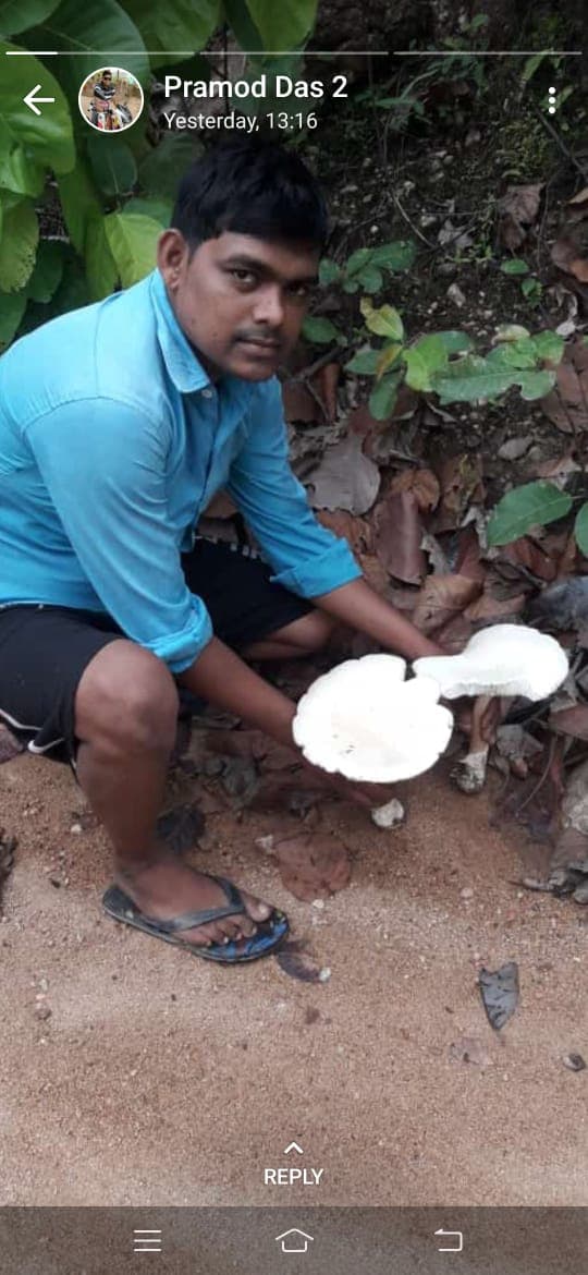 लॉकडाउन में आय का जरिया बना देसी मशरूम, जंगलों के किनारे बसे गांव हो रहे आत्म निर्भर