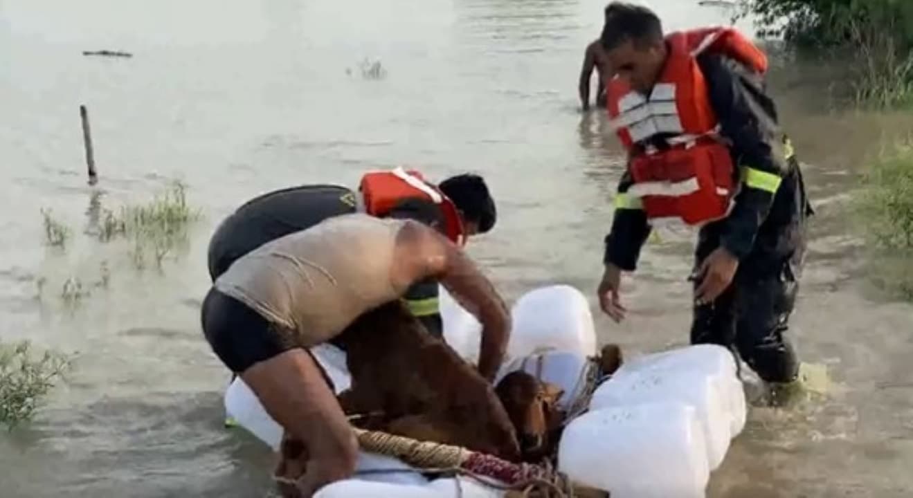 SDRF जवानों ने छोटी सी चारपाई को नाव बनाकर बचाई 285 गायों की जिंदगी, साहस रोमांच से भरी है बाढ़ की ये कहानी