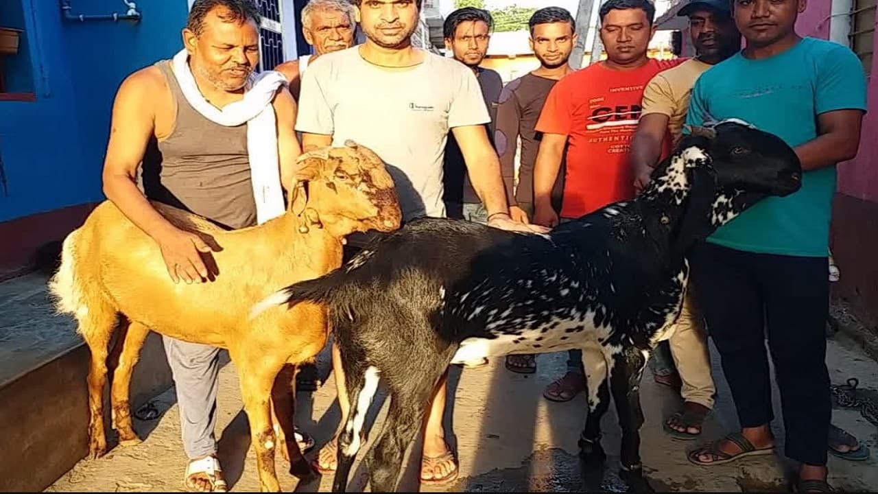 बिहार: पटना में बकरीद पर होगी 110 किलो के सुल्तान और 90 किलो के सलमान की कुर्बानी, हजार नहीं लाखों में है कीमत