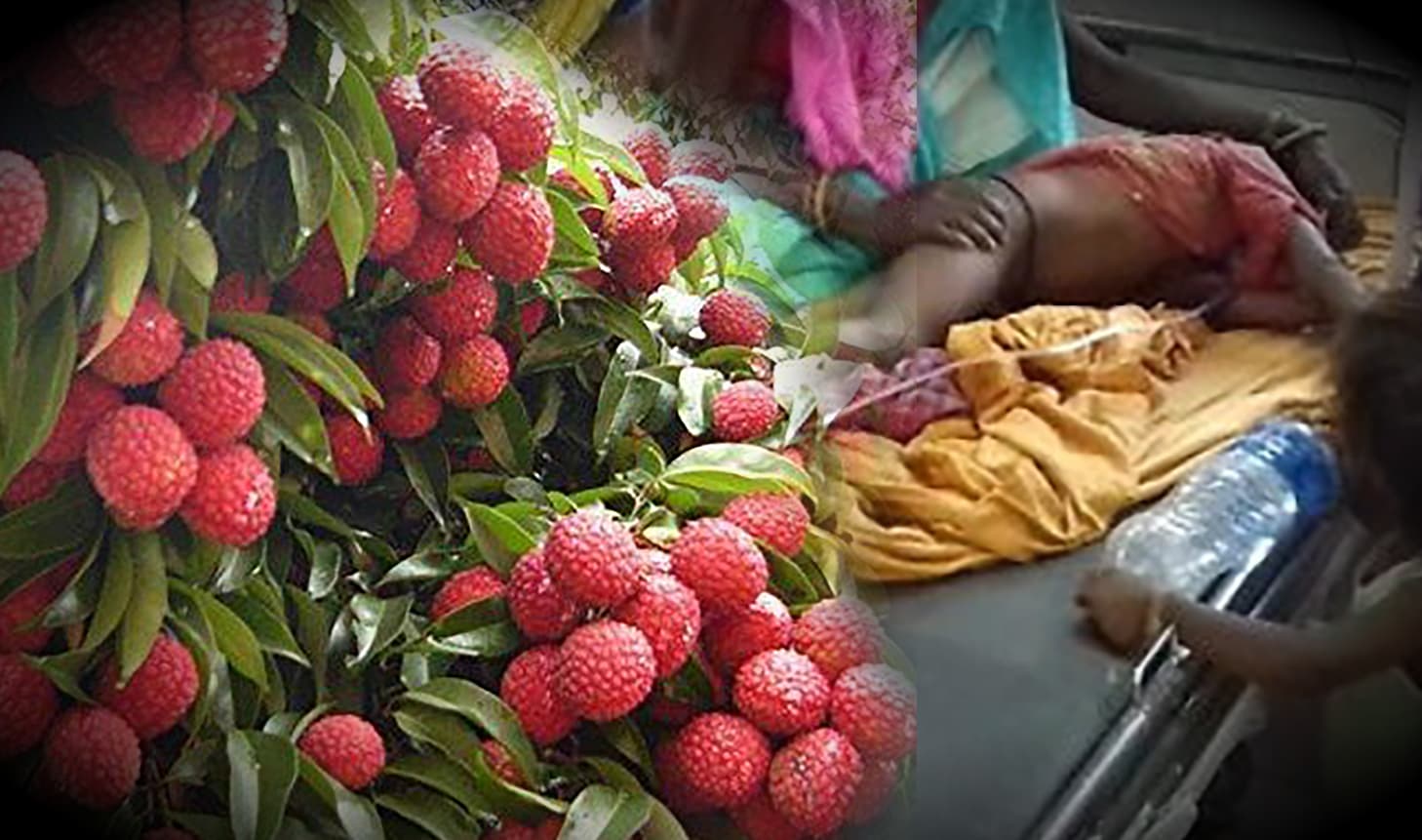 लो फिर आ गया लीची का मौसम, क्या इस बार भी चमकी बुखार से जाएगी सैकड़ों बच्चों की जान?