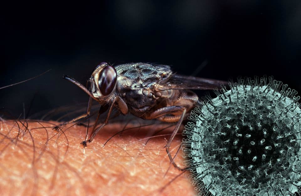 Coronavirus fact check: क्या मक्खी से फैल सकता है Corona?