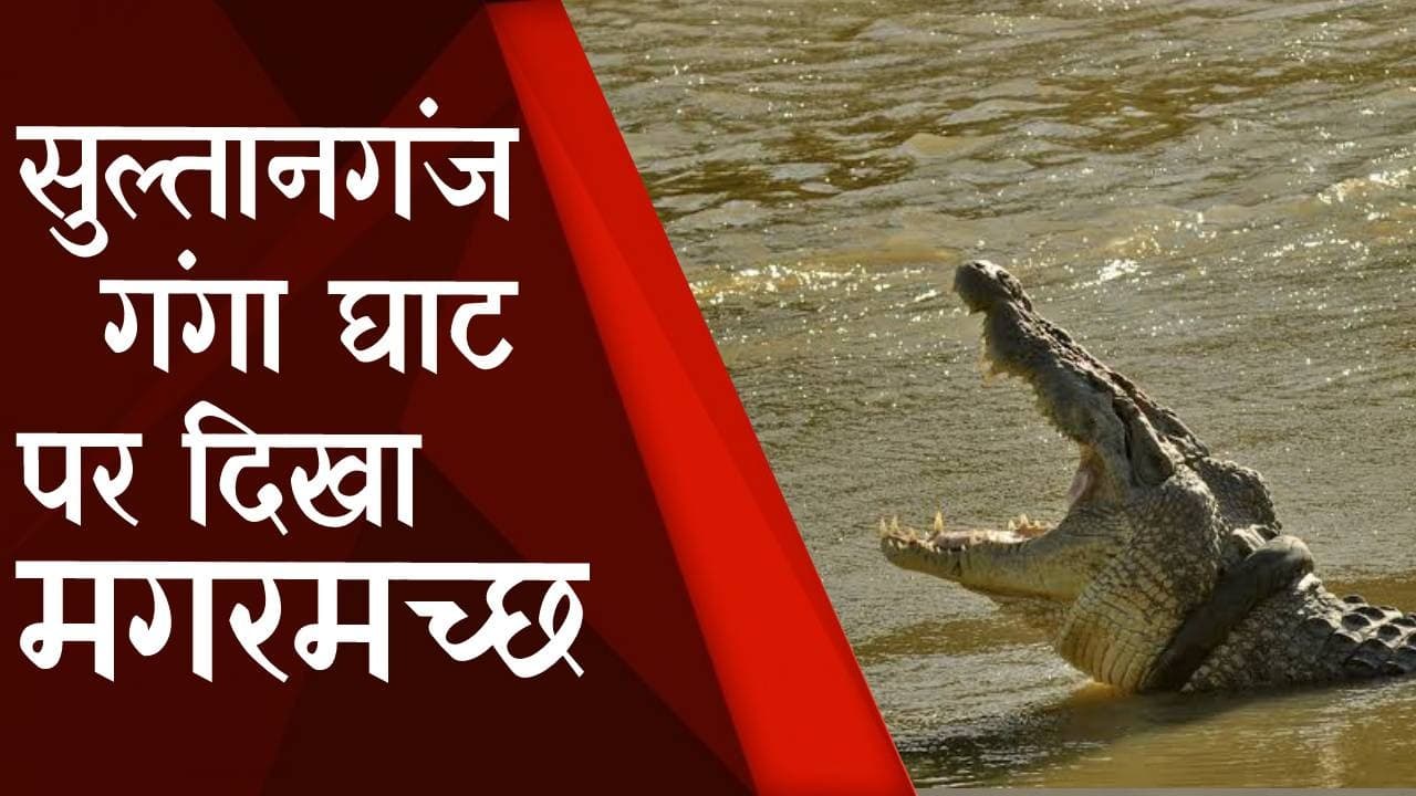 सुल्तानगंज गंगा घाट के समीप दिखा अचानक मगरमच्छ, मचा हड़कंप, देखें Live Video