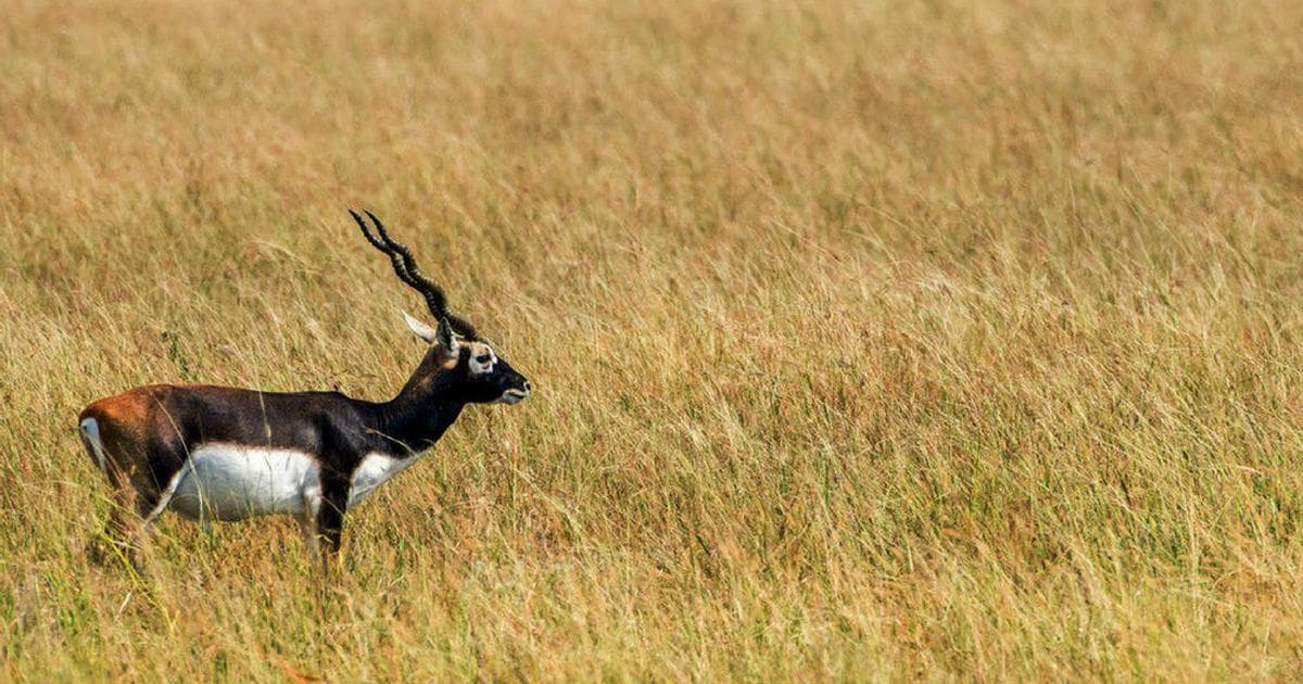 Bihar News: काले हिरणों को बचाने के लिए गंभीर हुआ बिहार, बक्सर के12 एकड़ क्षेत्र में बनेगा रेस्क्यू सेंटर