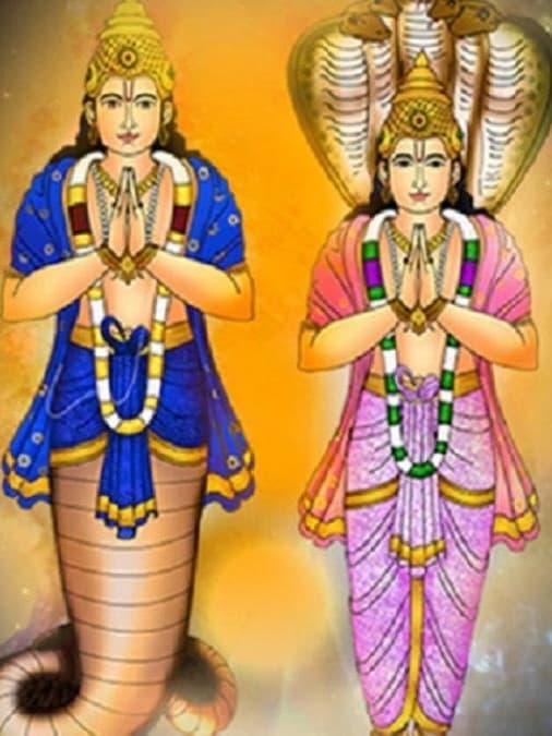 छह माह पहले बने सेंटर में पहली बार इलाज के लिए आया 18 किलो का निलसोनिया गंगेटिका कछुआ