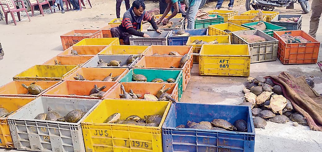 Bihar News: UP से बंगाल जा रहे ट्रक से दो करोड़ के कछुए बरामद, चौंकाती है तस्करी की ये कहानी