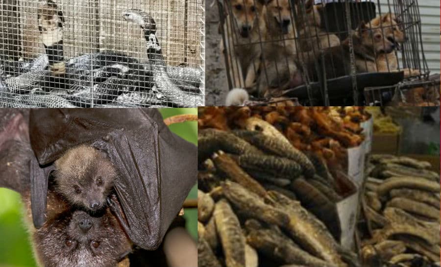 CORONA से सबक नहीं, चीन में फिर बिकने लगे सांप, कुत्ते, बिल्ली, चमगादड़