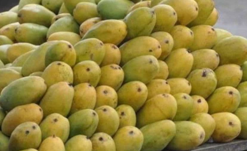 ...तो दशहरी आम के जायके से महरूम रहेगी बाकी दुनिया