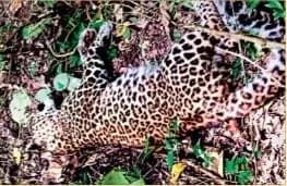 बाघ व तेंदुए के बीच घंटों हुई वर्चस्व की लड़ाई, जानें क्या निकला परिणाम