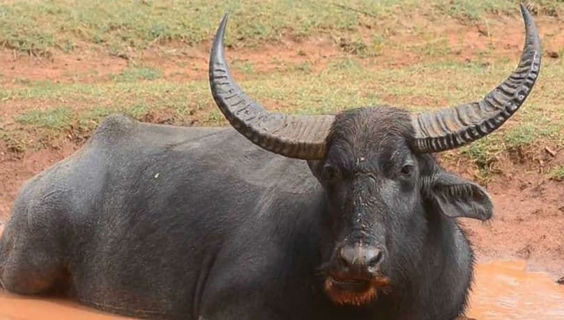 गोल्फ ग्राउंड की शोभा बढ़ा रहीं भैंसें,  स्पोर्ट्स कांप्लेक्स में गड्ढे ही गड्ढे