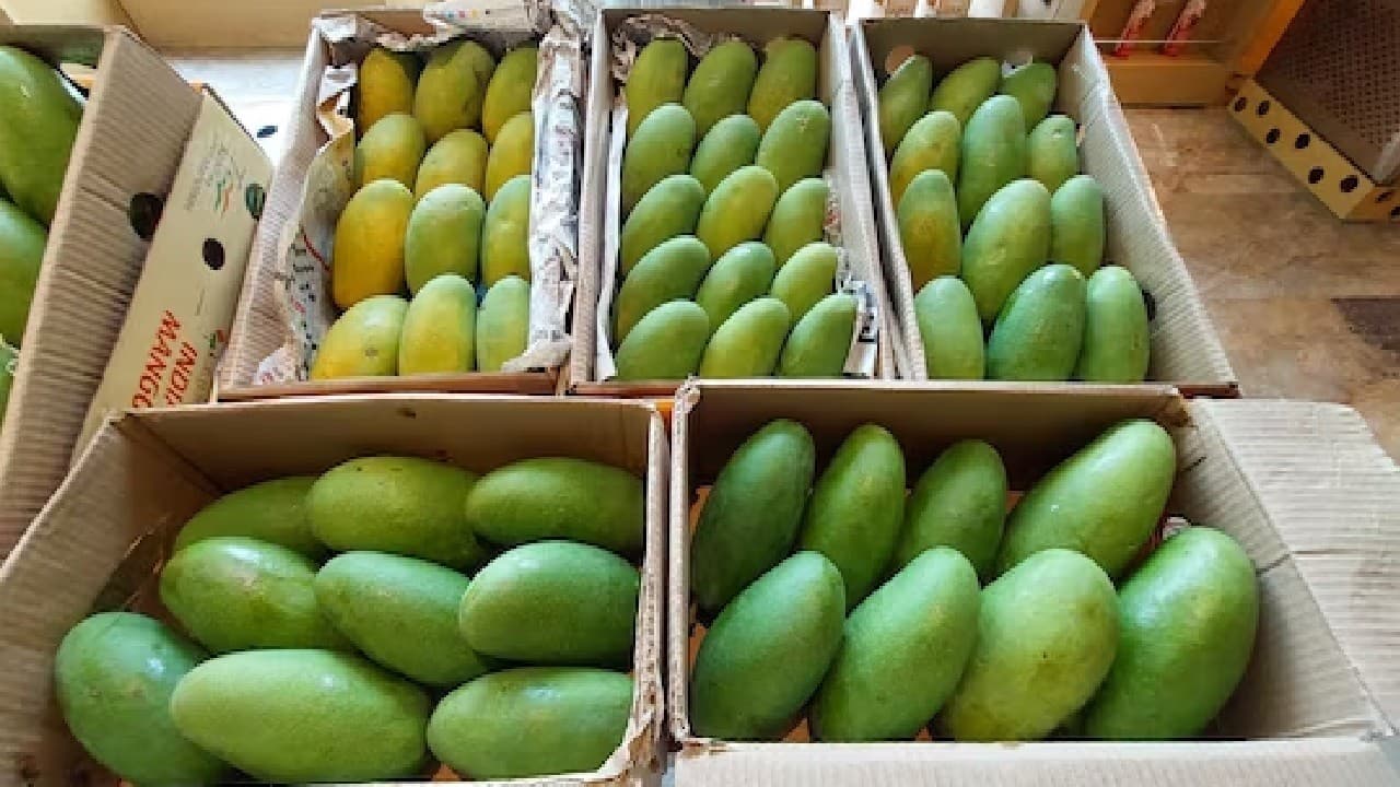 लखनऊ के अवध शिल्पग्राम में 14 जुलाई से लगेगा 'आम महोत्सव', एक छत के नीचे मिलेगी 725 से अधिक वैरायटी