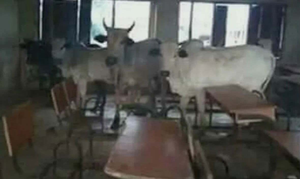 गिरिडीह में बंद स्कूल बने तबेले, कक्षाओं में पगुरा रहे पशु