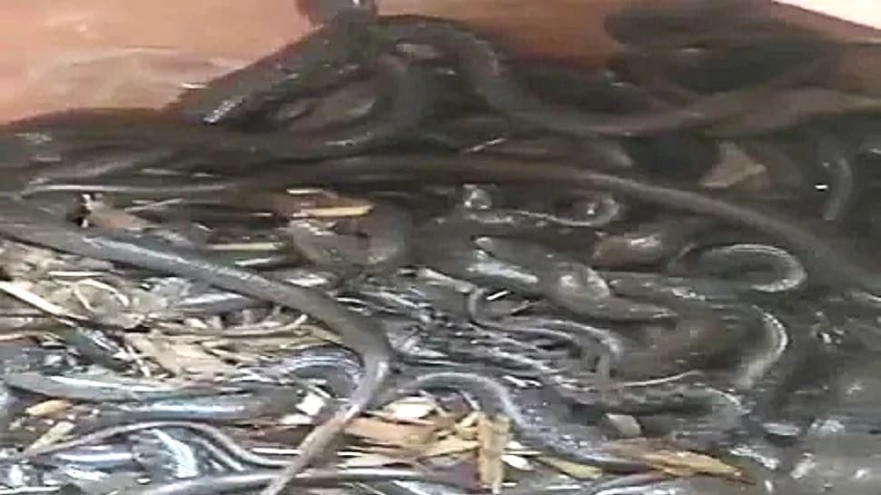 UP: एक ही घर से निकले 90 कोबरा सांप को देख कांप गए लोग, सैकड़ों जहरीले सांपों का वीडियो वायरल