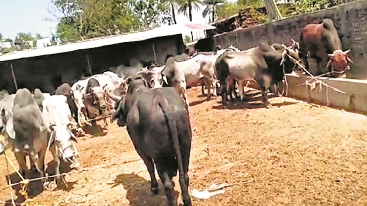 औरंगाबाद: पुलिस कि छापमारी में तस्करी के लिए रखे गए 180 जानवर बरामद, तस्कर फरार