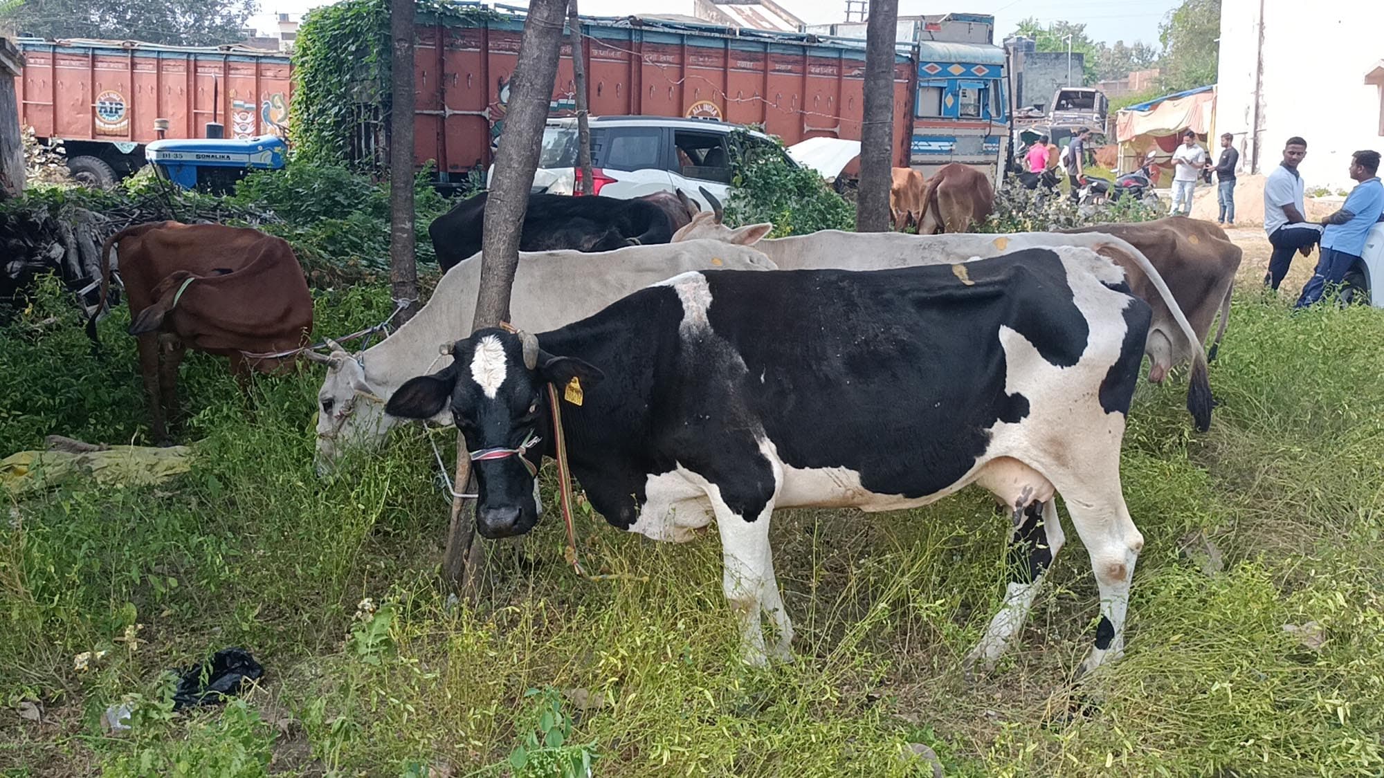 चतरा में मवेशी तस्करी के खिलाफ कार्रवाई में दो गिरफ्तार, 28 मवेशी लदा ट्रक जब्त