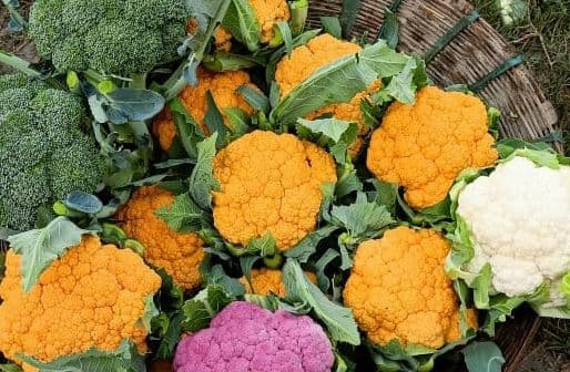 कनाडा की सब्जी का स्वाद चखेंगे चंपारणवासी, रंगीन गोभी में विटामिन ए और यूम्निटी सिस्टम बढ़ाने की क्षमता