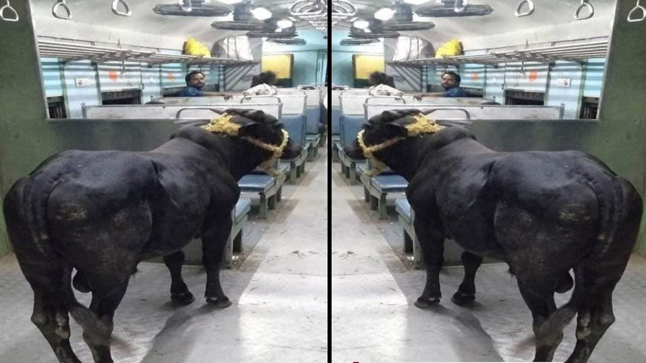 ई साहिबगंज पैसेंजर है भईया.. इसमें आदमी और सांड साथ में सवारी करते हैं