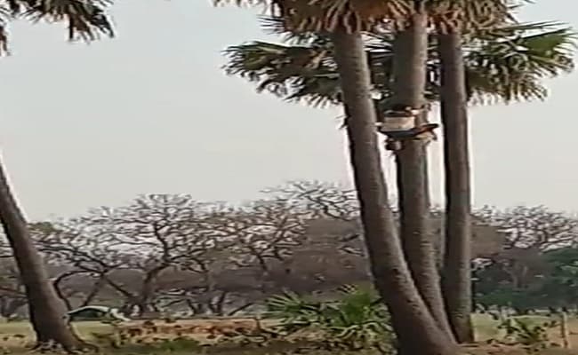 लॉक डाउन में मैखाना बंद, ताड़ीखाना हुये गुलजार, बलिया के नसीराबाद गांव में खुलेआम बिक रही ताड़ी