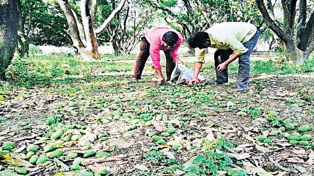 बिहार में आंधी-बारिश से आम और लीची की खेती को भारी नुकसान, कृषि विभाग से सरकार ने मांगी रिपोर्ट