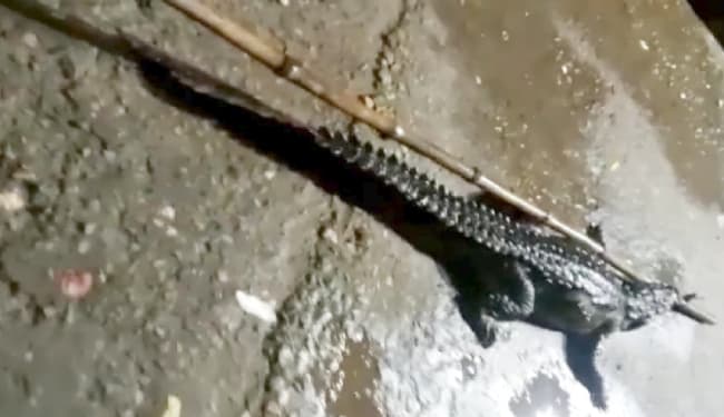 रोहतास में पकड़े गए डेढ़ क्विंटल वजनी घड़ियाल को गंडक नदी में छोड़ा गया, लोगों ने ली राहत की सांस