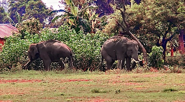 नेपाली हाथियों के झुंड ने वीटीआर के जंगलों में मचाया उत्पात, बैरियर को किया क्षतिग्रस्त