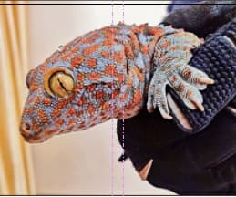 दुर्लभ प्रजाति की छिपकली टोके गिको की तस्करी कर रहे दो तस्कर गिरफ्तार