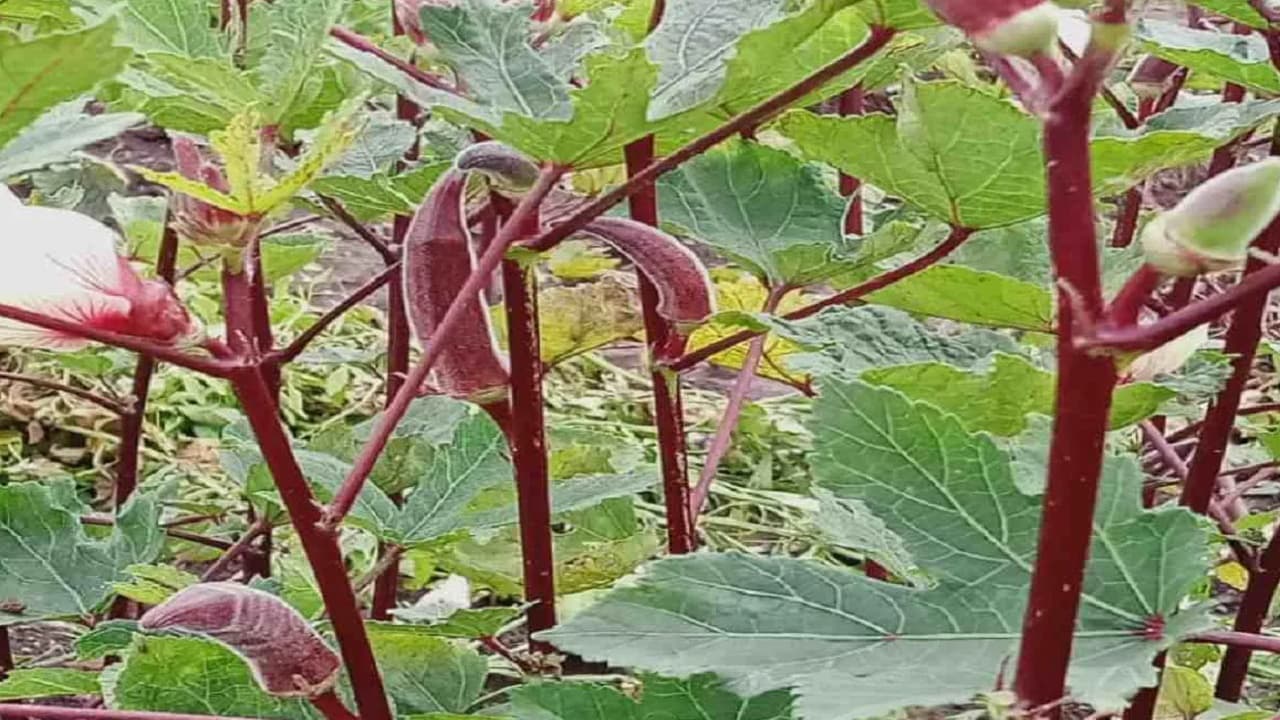 बिहार के गंडक दियारा में कभी गूंजती थी गोलियों की तड़तड़ाहत,अब लाल भिंडी व सब्जी की खेती से लाखों की कमाई