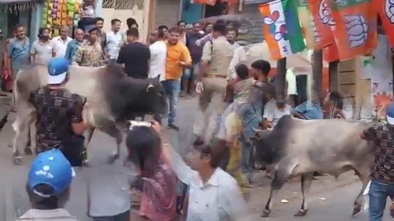 जब अचानक ममता बनर्जी की चुनावी सभा में हुई सांड की एंट्री, लहरा रहे थे बीजेपी के झंडे