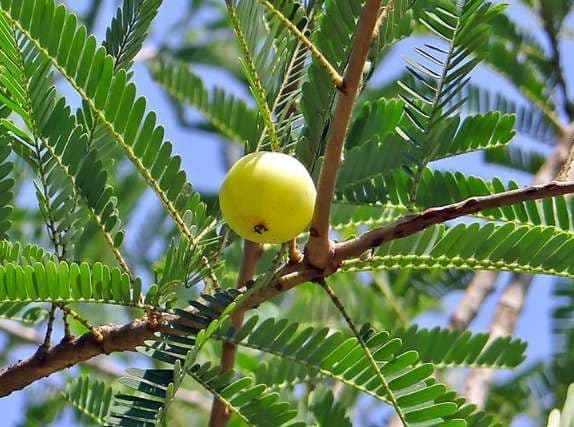 बिहार के कैमूर इलाके में सरकार लगायेगी सहजन और आंवला के पौधे, जानें क्या है वजह