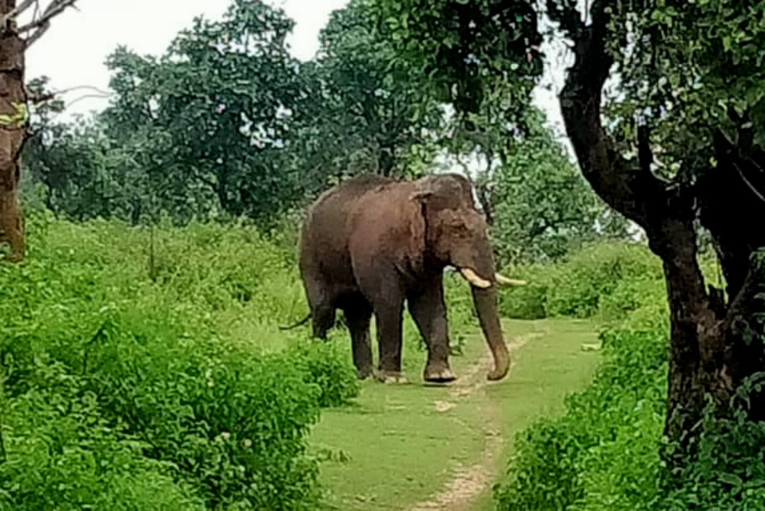 झारखंड में हाथियों ने ली एक शख्स की जान, दहशत में ग्रामीण