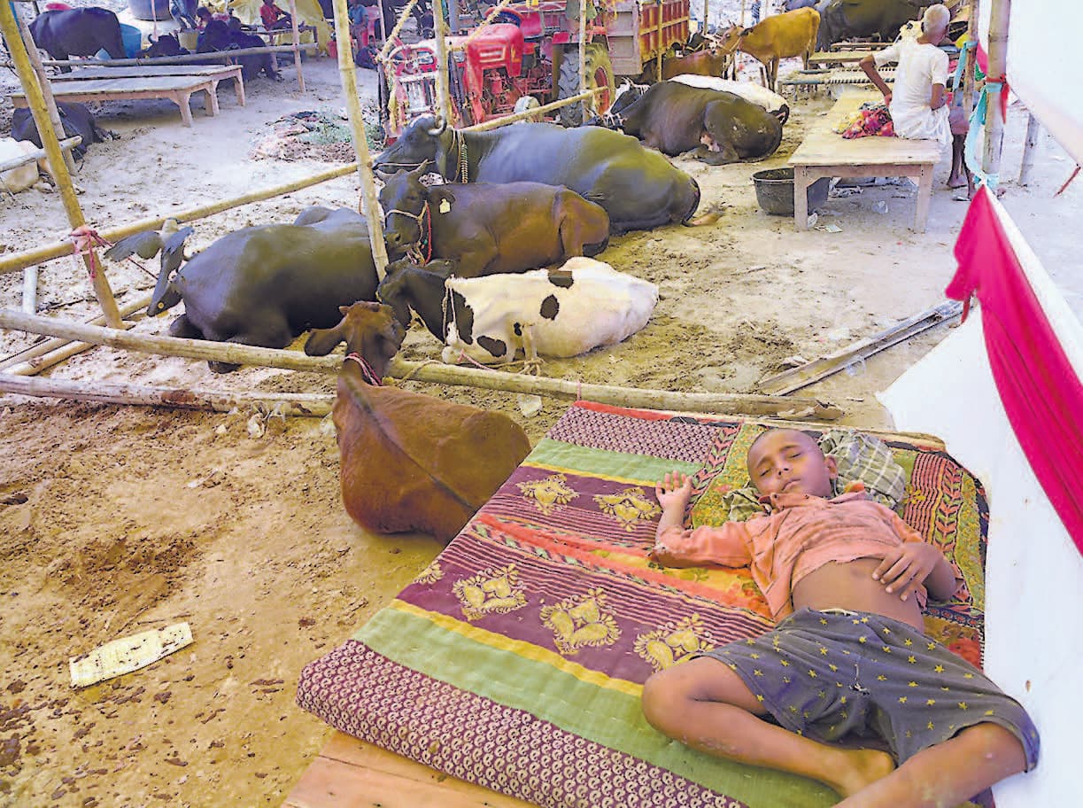 Bihar Flood : न बना नियंत्रण कक्ष, न पुलिस की तैनाती, छह किलो के बजाय मिल रहा तीन किलो चारा
