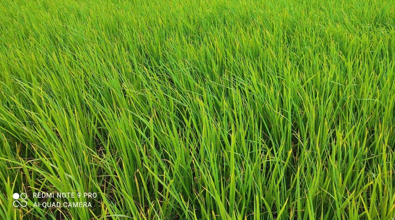 Agriculture News बिहार की शान 'मर्चा धान' का तीन वर्षों में बढ़ा डेढ़ गुना की खेती, जानिए क्या है इसकी विशेषता