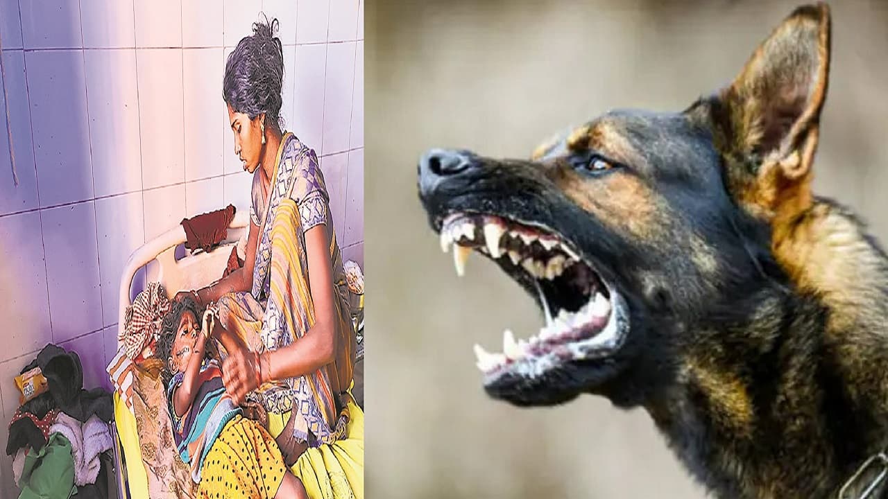 घर में सोयी चार साल की बच्ची को उठा ले गया कुत्ता, नोच कर खा गया दोनों गाल, पड़े 24 टांके