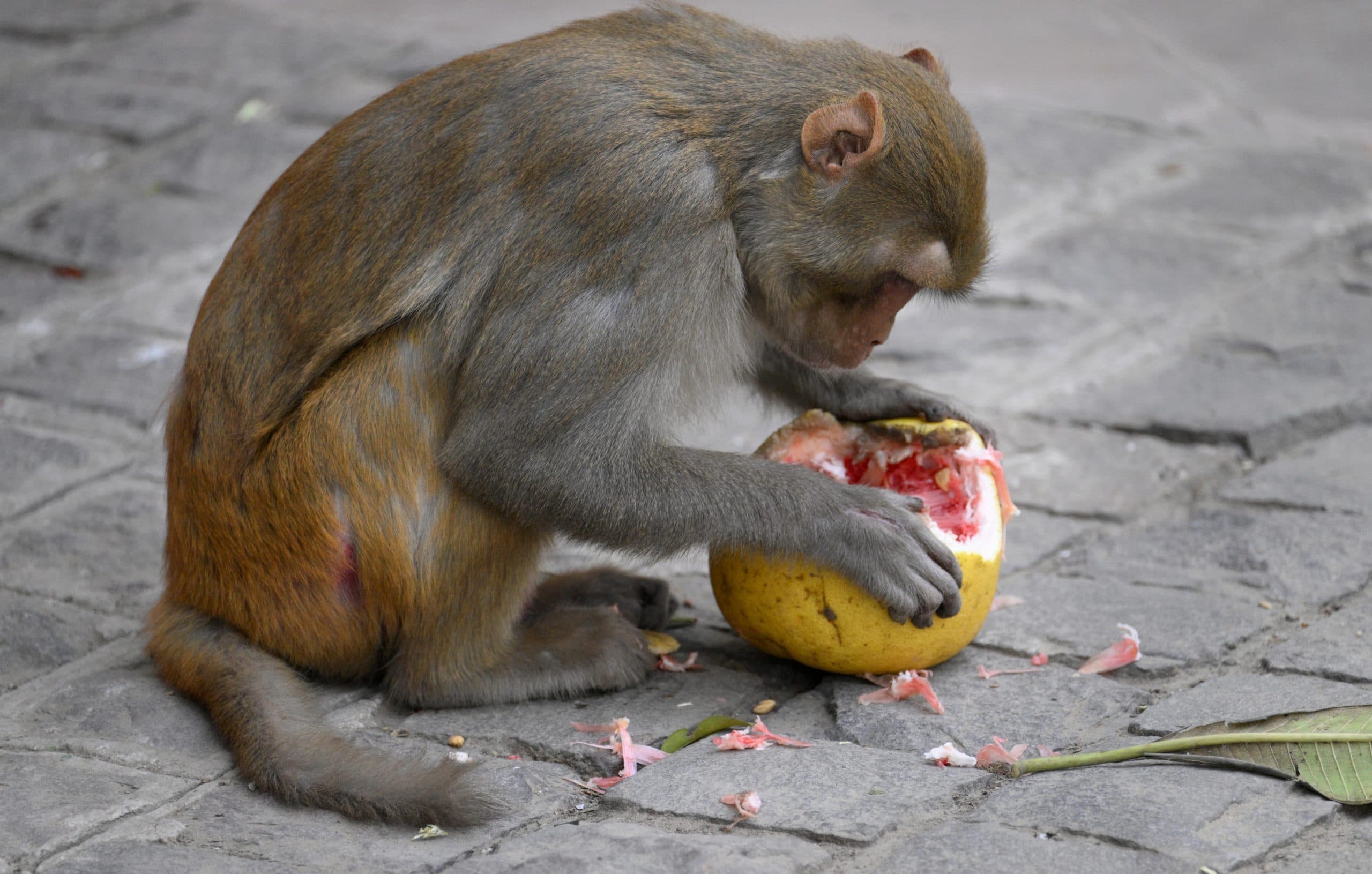 Maharashtra News: दबोचे गये दो खूंखार बंदर, पिल्लों की हत्या करने के लिए अपनाते थे ये ट्रिक