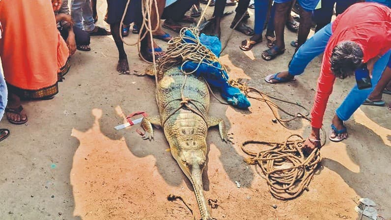 छपरा में आमी शक्तिपीठ के पास गंगा नदी से निकला 10 फुट लंबा घड़ियाल, दो युवकों पर किया हमला, मचा हड़कंप