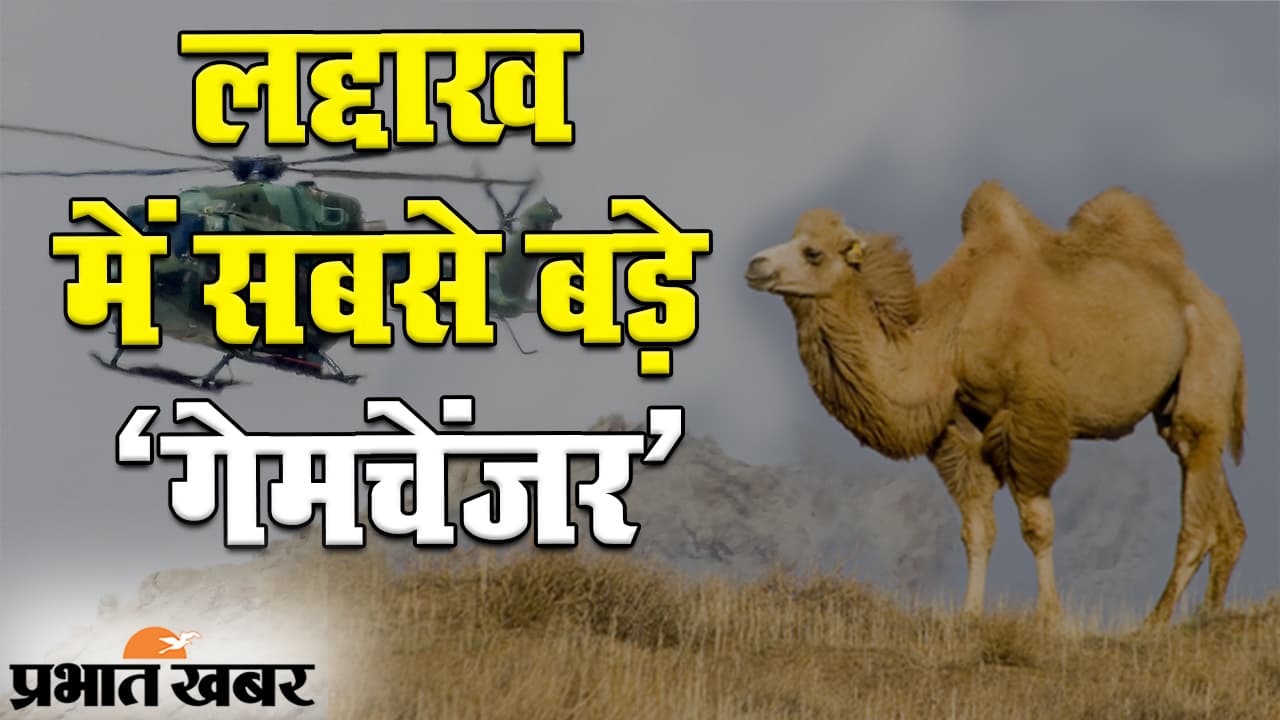 भारत-चीन तनाव: लद्दाख में बैक्ट्रियन ऊंट कैसे सिखाएंगे ड्रैगन को सबक?