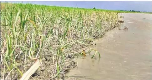 गंडक के जल स्तर में लगातार हो रहे परिवर्तन के कारण नष्ट हो गयी 500 एकड़ में लगी गन्ने की फसल