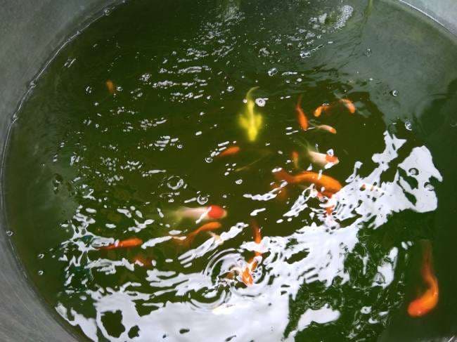 बिहार में भी होगा रंगीन मछलियों का उत्पादन, इस शहर में लग रही है पहली यूनिट