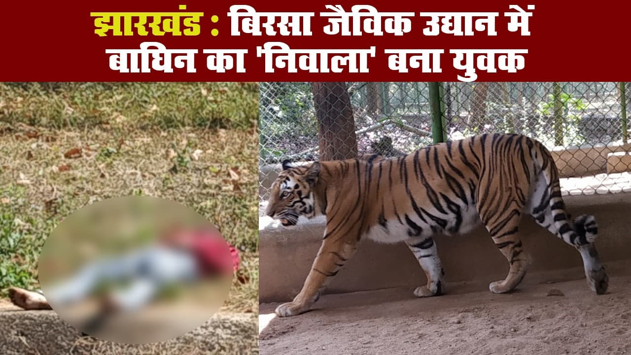 झारखंड: बिरसा जैविक उद्यान में बाघिन का 'निवाला' बना युवक