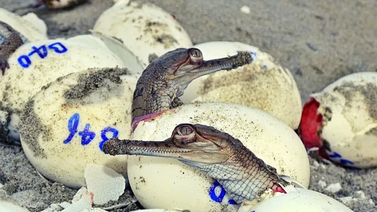 बिहार: VTR में एक के बाद एक अंडे से निकले 125 घड़ियाल, देखकर हैरान रह गये लोग, गंडक में छोड़ा गया