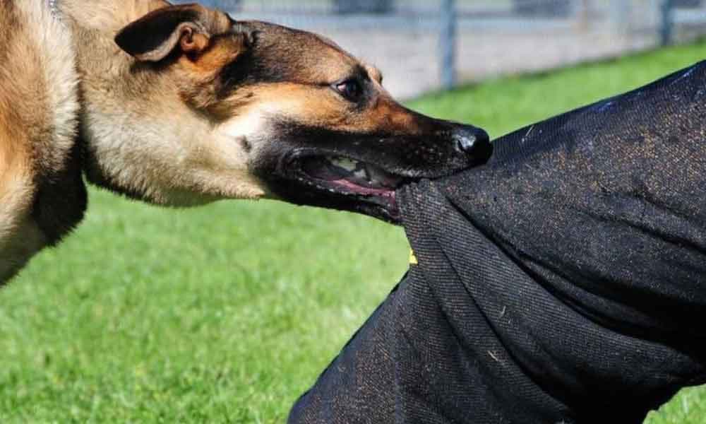 Navratri 2020: 17 अक्टूबर से शुरू हो रहा है नवरात्र, जानें इस बार किस वाहन से पर सवार होकर आएंगी मां दुर्गा