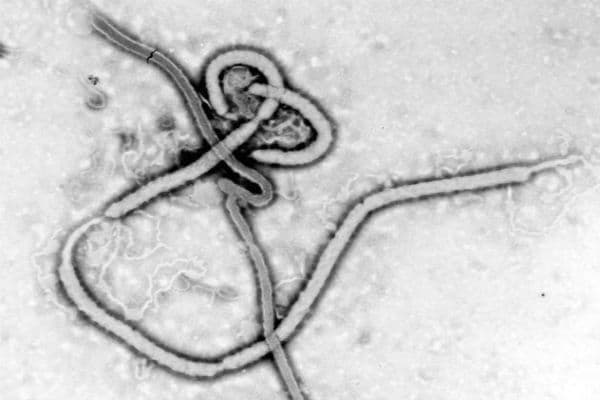 अमेरिका पहुंचा इबोला