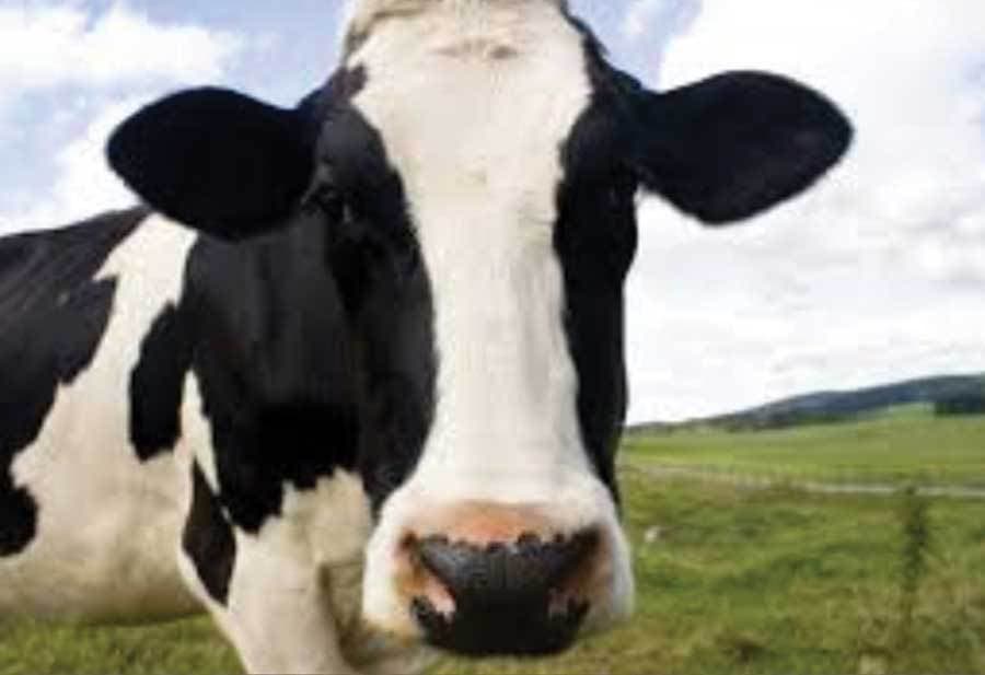 दो गायें रखने के लिए भी अब लेना होगा लाइसेंस