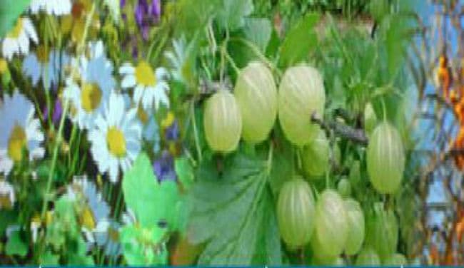 18 नये आयुर्वेद कॉलेजों को केंद्र ने दी मंजूरी