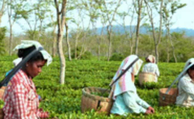 नोबेल पुरस्कार समारोह : भोज में परोसी जाएगी असम की चाय