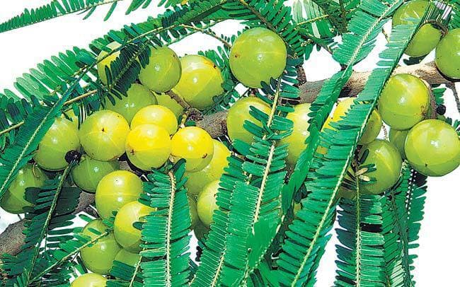 कई सेहतवर्धक फायदों से भरपूर है आंवला