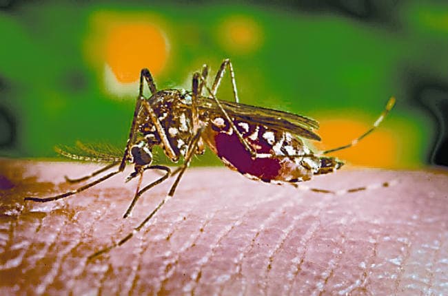 नयी दवाई से 48 घंटे में होगा मलेरिया गायब