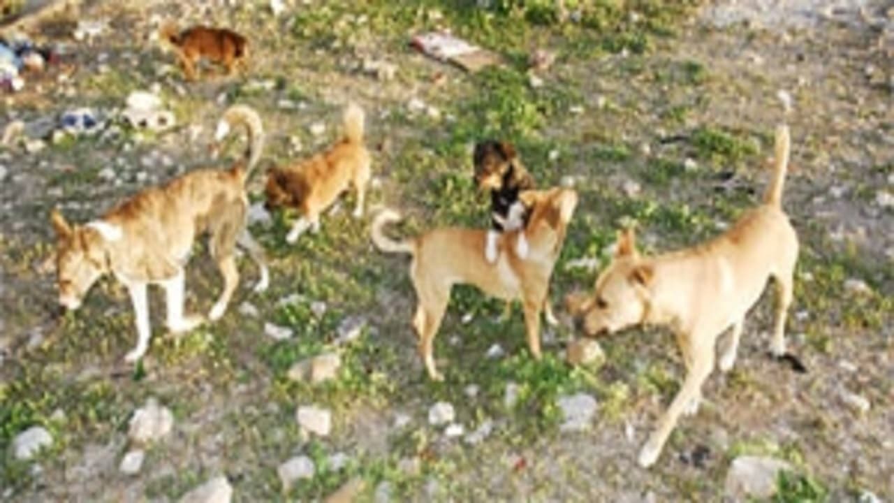 बेगूसराय के आठ गांवों में कुत्ते बन गये आदमखोर, लोगों का दावा दारू पीकर बने हिंसक